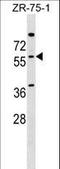 ANOVA antibody, LS-C158412, Lifespan Biosciences, Western Blot image 