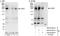 Chromodomain Helicase DNA Binding Protein 3 antibody, NB100-60412, Novus Biologicals, Western Blot image 