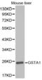 Glutathione S-Transferase Alpha 1 antibody, abx001371, Abbexa, Western Blot image 