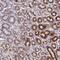 Zinc Finger Protein 626 antibody, NBP2-13588, Novus Biologicals, Immunohistochemistry frozen image 