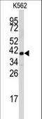 Fibrillarin antibody, LS-B15684, Lifespan Biosciences, Western Blot image 