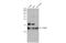 Elongin C antibody, GTX132302, GeneTex, Western Blot image 