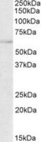 Transcription Factor EB antibody, ab2636, Abcam, Western Blot image 