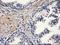 Paraoxonase 1 antibody, NBP2-03706, Novus Biologicals, Immunohistochemistry paraffin image 