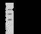 Ectonucleoside Triphosphate Diphosphohydrolase 1 antibody, 105315-T32, Sino Biological, Western Blot image 