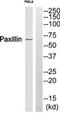 Paxillin antibody, 79-873, ProSci, Western Blot image 