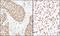 Matrin 3 antibody, NB100-1761, Novus Biologicals, Immunohistochemistry paraffin image 