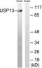 Ubiquitin Specific Peptidase 13 antibody, abx014972, Abbexa, Western Blot image 