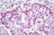Glucagon antibody, MBS244769, MyBioSource, Immunohistochemistry paraffin image 