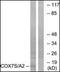 Cytochrome c oxidase subunit VIIa-liver/heart antibody, orb95393, Biorbyt, Western Blot image 