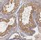 Bardet-Biedl Syndrome 7 antibody, FNab00823, FineTest, Immunohistochemistry frozen image 