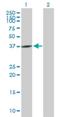 G Protein Subunit Alpha Q antibody, H00002776-B02P, Novus Biologicals, Western Blot image 