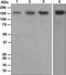 Histone Deacetylase 6 antibody, ab133493, Abcam, Western Blot image 