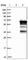 SAM And SH3 Domain Containing 3 antibody, HPA001085, Atlas Antibodies, Western Blot image 