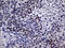 MutL Homolog 1 antibody, LS-C798773, Lifespan Biosciences, Immunohistochemistry paraffin image 