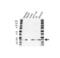 High Mobility Group AT-Hook 2 antibody, VPA00309, Bio-Rad (formerly AbD Serotec) , Western Blot image 