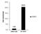 SET Domain Bifurcated Histone Lysine Methyltransferase 1 antibody, NBP2-20321, Novus Biologicals, Chromatin Immunoprecipitation image 