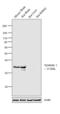 Syntaxin 1A antibody, PA1-1042, Invitrogen Antibodies, Western Blot image 