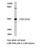 Lymphotoxin Beta Receptor antibody, LS-C176906, Lifespan Biosciences, Western Blot image 