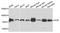 Cytochrome P450 Oxidoreductase antibody, orb373974, Biorbyt, Western Blot image 
