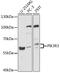 Phosphoinositide-3-Kinase Regulatory Subunit 3 antibody, 16-914, ProSci, Western Blot image 