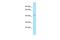 RNA Binding Motif Protein 48 antibody, PA5-69107, Invitrogen Antibodies, Western Blot image 