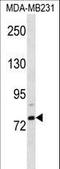 Elongation Factor For RNA Polymerase II 2 antibody, LS-C167731, Lifespan Biosciences, Western Blot image 