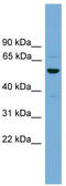 Gasz antibody, TA340257, Origene, Western Blot image 