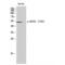 Death Associated Protein Kinase 3 antibody, LS-C381141, Lifespan Biosciences, Western Blot image 