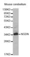 Neuroguidin antibody, abx002042, Abbexa, Western Blot image 