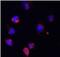 IL-6 antibody, FNab04282, FineTest, Immunofluorescence image 
