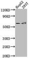 Frizzled Class Receptor 7 antibody, CSB-PA009110LA01HU, Cusabio, Western Blot image 