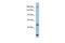 Chromodomain Helicase DNA Binding Protein 1 antibody, PA5-40873, Invitrogen Antibodies, Western Blot image 