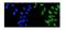 Histone Deacetylase 5 antibody, A01230-6, Boster Biological Technology, Immunofluorescence image 