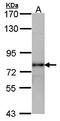 Luteinizing Hormone/Choriogonadotropin Receptor antibody, orb73428, Biorbyt, Western Blot image 