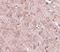 Nucleoporin GLE1 antibody, NBP1-76979, Novus Biologicals, Immunohistochemistry frozen image 