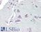 Corticotropin Releasing Hormone Receptor 1 antibody, LS-B15181, Lifespan Biosciences, Immunohistochemistry paraffin image 