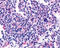 Cholinergic Receptor Muscarinic 5 antibody, TA340420, Origene, Immunohistochemistry paraffin image 