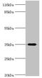 DIMT1 RRNA Methyltransferase And Ribosome Maturation Factor antibody, CSB-PA892161LA01HU, Cusabio, Western Blot image 