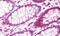 Forkhead Box P1 antibody, MBS248742, MyBioSource, Immunohistochemistry frozen image 