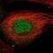 AMMECR1 Like antibody, PA5-66067, Invitrogen Antibodies, Immunofluorescence image 