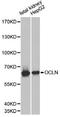 Occludin antibody, orb154101, Biorbyt, Western Blot image 