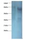 Eukaryotic Translation Initiation Factor 3 Subunit I antibody, LS-C211880, Lifespan Biosciences, Western Blot image 