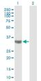 TBC1 domain family member 3 antibody, H00084218-B01P, Novus Biologicals, Western Blot image 