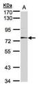 Meprin A Subunit Alpha antibody, NBP1-32595, Novus Biologicals, Western Blot image 