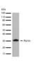 Voltage Dependent Anion Channel 1 antibody, 710606, Invitrogen Antibodies, Western Blot image 