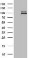 Leucine Rich Repeat Containing G Protein-Coupled Receptor 5 antibody, LS-C794345, Lifespan Biosciences, Western Blot image 