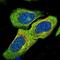 Dishevelled Segment Polarity Protein 2 antibody, NBP1-87550, Novus Biologicals, Immunocytochemistry image 