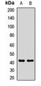 LDL Receptor Related Protein Associated Protein 1 antibody, orb412149, Biorbyt, Western Blot image 