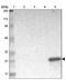 Glutathione S-transferase alpha-3 antibody, PA5-52078, Invitrogen Antibodies, Western Blot image 